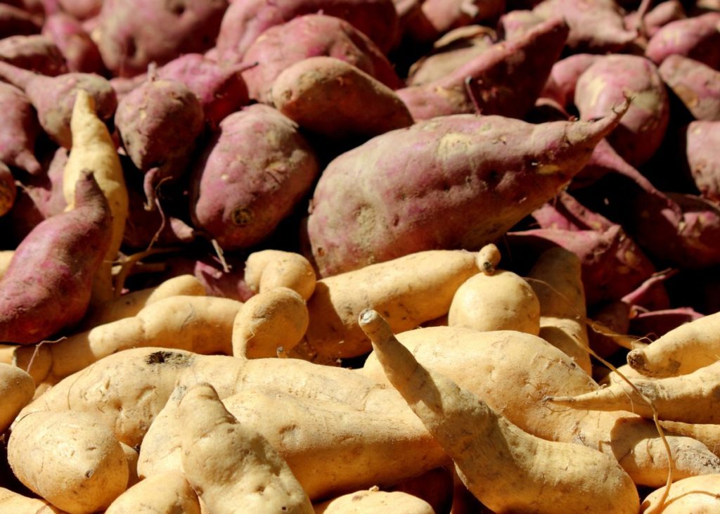 Yams, Yapoks & Yellow A Look at South America Cruise Dialysis